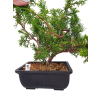 Borievka čínska - Juniperus sargentii  SK-3344-65