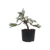 Bonsai Borievka - Juniperus mint julep  SK-3344-65