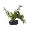 Borievka čínska - Juniperus sargentii  SK-3344-65