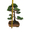 Bonsai Borievka - Juniperus sargentii  SK 3344-65