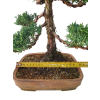 Bonsai Borievka - Juniperus sargentii  SK 3344-65