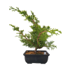 Borievka čínska - Juniperus sargentii  SK 3344-65