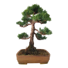 Bonsai Borievka - Juniperus sargentii  SK 3344-65