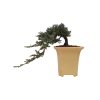 Juniperus horizont.Icee Blue - Borievka rozprestretá  SK 3344-95