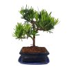Podocarpus-Kamenný tis  SK 3344-7