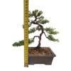 Bonsai Borievka - Juniperus sargentii  SK 3344-65