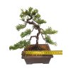 Bonsai Borievka - Juniperus sargentii  SK 3344-65