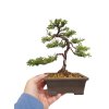 Bonsai Borievka - Juniperus sargentii  SK 3344-65