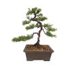 Bonsai Borievka - Juniperus sargentii  SK 3344-65