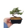 Bonsai Borievka - Juniperus sargentii  SK 3344-65