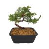 Bonsai Borievka - Juniperus sargentii  SK 3344-65
