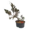Juniperus chinensis var. taiwanensis  SK 3344-