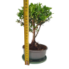 Cezmína - Ilex crenata  SK 3344-14