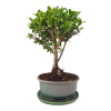 Cezmína - Ilex crenata  SK 3344-14