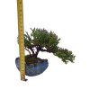 Juniperus horizont.Icee Blue - Borievka rozprestretá  SK 3344-95
