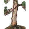 Borievka čínska - Juniperus sargentii  SK 3344-65