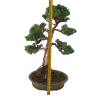 Borievka čínska - Juniperus sargentii  SK 3344-65