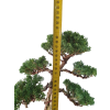 Borievka čínska - Juniperus sargentii  SK 3344-65