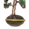 Bonsai Borievka - Juniperus sargentii  SK 3344-65