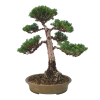 Borievka čínska - Juniperus sargentii  SK 3344-65