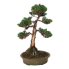 Borievka čínska - Juniperus sargentii  SK 3344-65