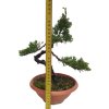 Bonsai Borievka - Juniperus sargentii  SK 3344-65