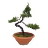 Bonsai Borievka - Juniperus sargentii  SK 3344-65
