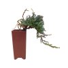 Juniperus horizont.Icee Blue - Borievka rozprestretá  SK 3344-95
