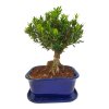 Buxus harlandii - Korkový buxus  SK 3344-5