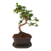 Carmona microphylla -   Čaj fuki  SK 3344-2