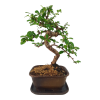 Carmona microphylla - Čaj fuki  SK 3344-2