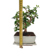 Carmona microphylla -   Čaj fuki  SK 3344-2