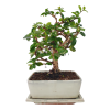 Carmona microphylla -   Čaj fuki  SK 3344-2