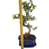 Carmona microphylla - Čaj fuki  SK 3344-2