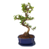 Carmona microphylla - Čaj fuki  SK 3344-2