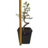 Smrekovec opadavý - Larix decidua  SK-3344-90