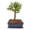 Portulacaria Afra  SK - 3344-20