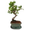 Čínsky vtáči zob - Ligustrum chinensis  SK 3344-9