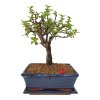 Portulacaria Afra  SK 3344-20