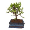 Portulacaria Afra  SK 3344-20