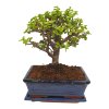 Portulacaria Afra  SK 3344-20