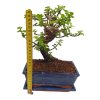 Portulacaria Afra  SK 3344-20