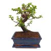 Portulacaria Afra  SK 3344-20