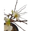 Dulovec japonský -  Chaenomeles  SK 3344-94