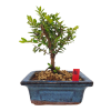 Lonicera nitida maigrun - Zemolez  SK 3344-96