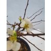 Dulovec japonský-Chaenomeles  SK 3344-94