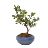 Jabloň maloplodá - Malus halliana  SK 3344-58