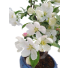 Jabloň maloplodá - Malus halliana  SK 3344-58