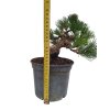 Pinus thunbergii  - Borovica čierna  Thunbergova-senjyumaru  SK 3344-69