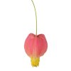 Abutilon Big Bell - Cloudberry  SK 3344-00